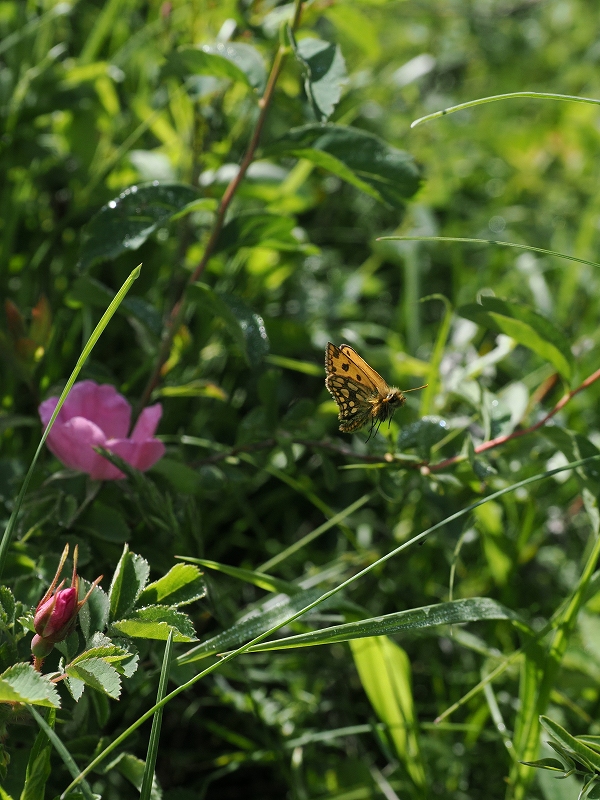 モンゴル タカネキマダラセセリほか